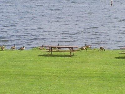 You can almost see the ducks