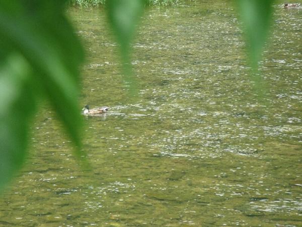 Sheila is a critter magnet!!!!!!!!! Ducks too!!!!