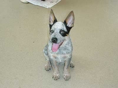 Harley Dog, June 2004