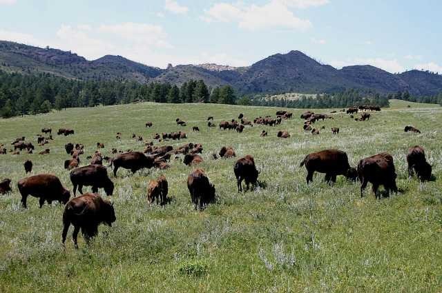 buffalo,Sturgis,04