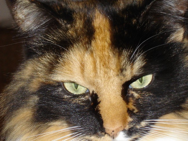 CATS RULES