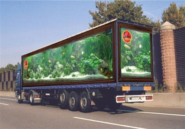 Fish N e 1?