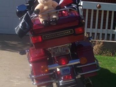 Pig ready to Ride