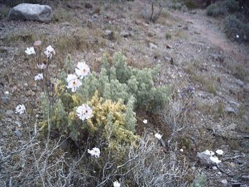 death valley flowers