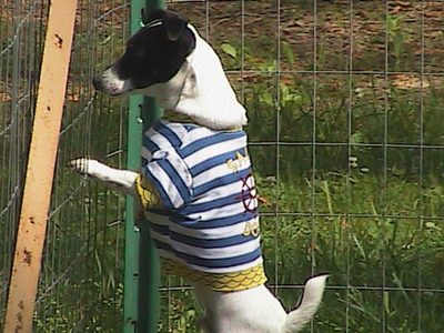 Mascot